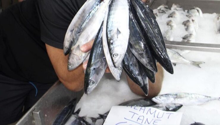 Deniz suyu sıcaklığı palamudun tartısını olumsuz etkiledi